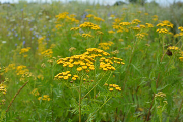 Obraz premium Tansy ordinary (Tanacetum vulgare) blooms in the wild