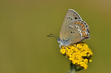 Satyrium ledereri 949