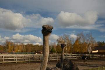ostriches walking and living on an ostrich farm group of ostriches walking and living freely on an ostrich farm. natural outdoor environment with large flightless birds. ideal for agricultural