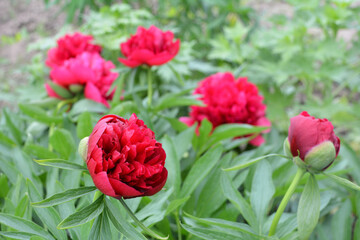 Peony blooms in the garden