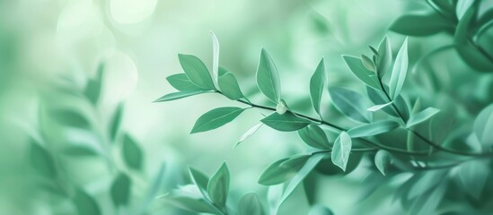 Pastel Green Background Design for Photo: A Refreshing and Serene Pastel Green Background Design Perfect for Photo Enhancement