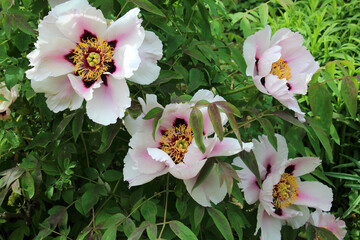 In the spring, a peony tree-like (Paeonia suffruticosa) blooms in the garden.