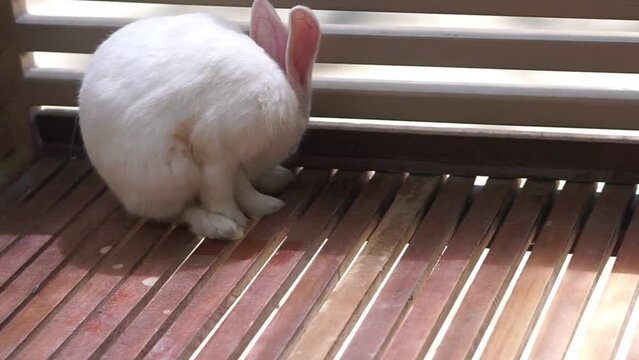 Footage of a white rabbit at the Gembiroloka safari park, Yogyakarta.