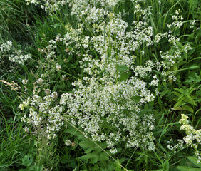 Galium grows in nature