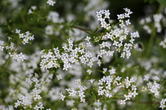 Galium grows in nature
