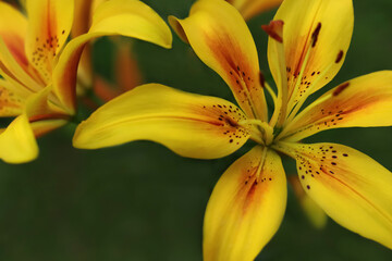 Close-up of a yellow red lily. Lilium. Yellow Blaze in a garden on a summer day. Beautiful yellow red Asiatic Lily opened. Hemerocallis daylily Bel flower in garden. Lilies blooming. Yellow Daylily