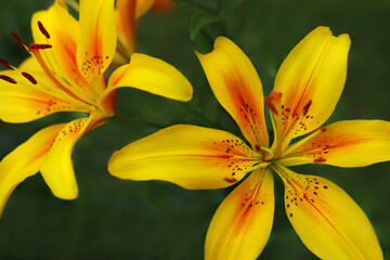 Close up of Yellow Lily flower. Hemerocallis flava. Yellow Planet Lily. Lilium parryi. Summer flowers. Blooming  Lemon Lily flower close-up on a green background. Yellow Daylily. Floral background - Powered by Adobe