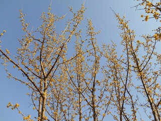 tree branches in spring