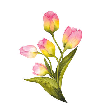 Watercolor hand draw bouquet with spring first flowers, tulips, lilac, snowdrop, sakura, crocuses, pansies. Isolated on transparent background. PNG files