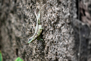 lizard on a stone