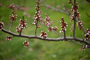 apricot buds on a green background, first spring flowers 