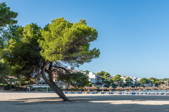 pine tree and sun beds in a distance on a Santa Ponsa beach