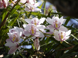 Obraz na płótnie Canvas pink magnolia flowers in the garden 