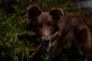 Fototapeta premium Border Collie dog playing outside in the park with stick