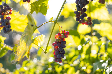 Grapes for making red wine in the harvesting crate. Blue grapes growing on the grape vines. Closeup of grapes hanging on branch. Summer time