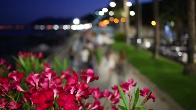 Beautiful pink flowers in the evening street filled with people