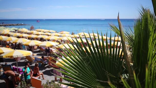 Dwarf palm tree on the beach with plenty of sun umbrellas and people