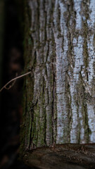 Obraz premium Holz Rinde Baum Natur Wald 