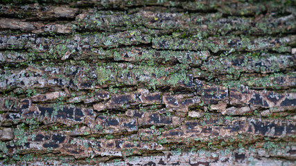 Holz Rinde Baum Natur Wald 