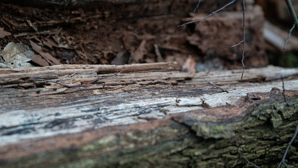 Holz Rinde Baum Natur Wald 