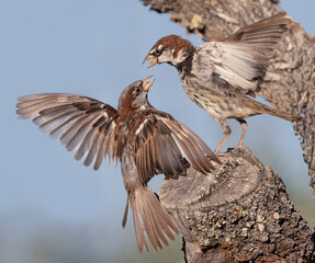 House Sparrow & Spanish Sparrow Dispute