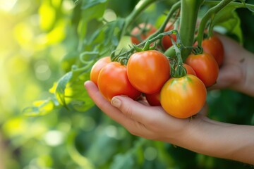 Harvest of sun-ripened tomatoes