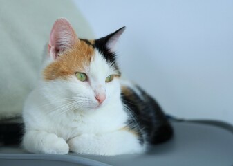Closeup of calico cat sitting on chair