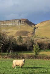 Sheep in field with Kings Mountain visible in winter sunlight in background. County Sligo, Ireland