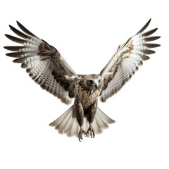 a hawk with its wings wide open on a transparent background png isolated