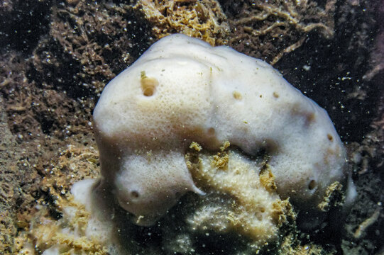 (Geodia stellosa), white sea sponge in an underwater cave on an underwater rock in western Crimea, Tarkhankut