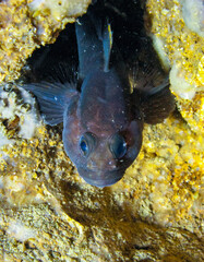 The rock goby (Gobius paganellus), black male near nest in underwater cave in western Crimea,...