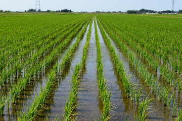 田植え１ヶ月後の水田