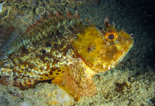 European black scorpionfish (Scorpaena porcus), fish resting at night at the bottom in an underwater cave, Black Sea, Crimea