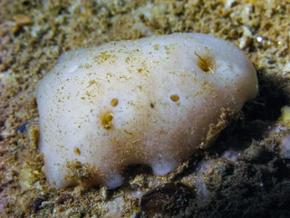 (Geodia stellosa), white sea sponge in an underwater cave on an underwater rock in western Crimea,...