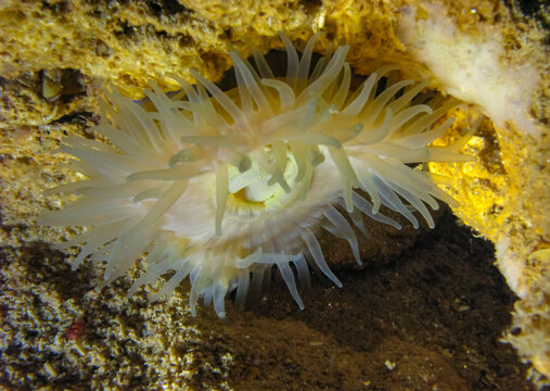 Beadlet anemone (Actinia equina), sea anemone at night on the wall of an underwater cave, Black Sea, Crimea