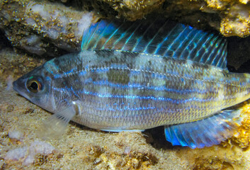 Obraz na płótnie Canvas Pickarel (Spicara flexuosa), .fish resting at night at the bottom in an underwater cave, Black Sea, Crimea