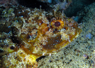 European black scorpionfish (Scorpaena porcus), fish resting at night at the bottom in an underwater cave, Black Sea, Crimea