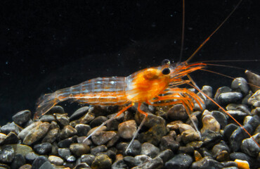 Lysmata seticaudata (Decapoda, Natantia, Hippolytidae), red shrimp from an underwater cave in the Crimea, Tarkhankut