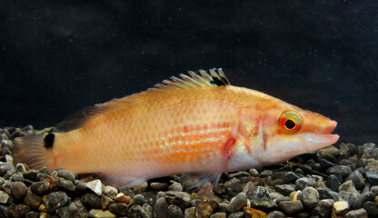 Goldsinny wrasse (Ctenolabrus rupestris), male fish from an underwater cave, Black Sea