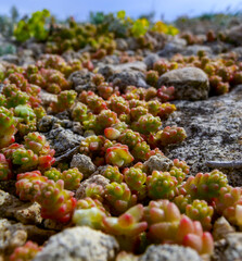 Goldmoss stonecrop, mossy stonecrop, (Sedum acre, Sedum urvillei) grows on a stone on the shore in the Crimea