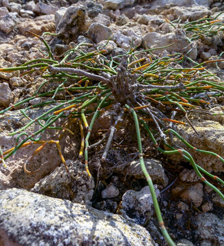 Ephedra distachya (Ephedraceae), arid plant on erosional rocks in western Crimea, Tarkhankut peninsula