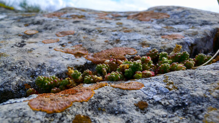 Goldmoss stonecrop, mossy stonecrop, (Sedum acre, Sedum urvillei) grows on a stone on the shore in the Crimea