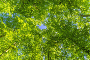 A great view up into the trees direction sky in may, Germany