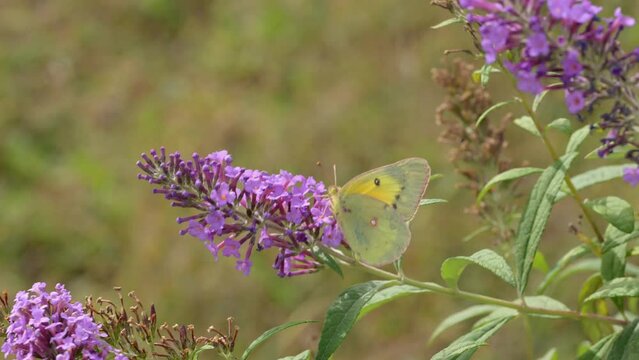 Cloudless Sulphur butterfly feeding on a purple Butterfly Bush flowers