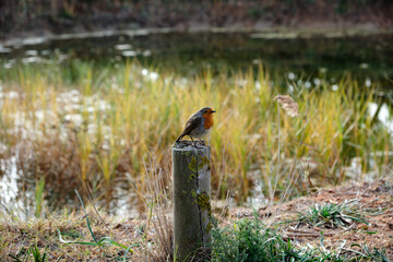 Bird, Delta of Llobregat, Catalonia, Spain