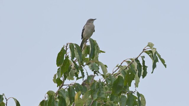 Loud Northern Mockingbird chattering up in a Persimmon tree
