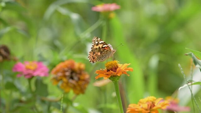 Front view of a Painted Lady butterfly feeding on an orange Zinnia, in slow motion