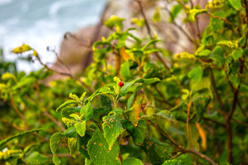 ladybird picking flowers