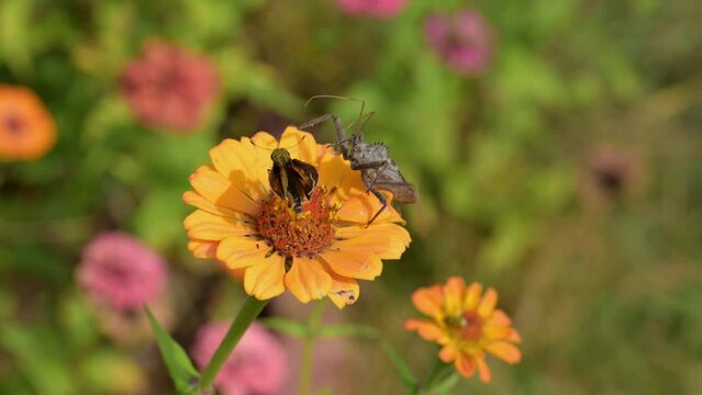 Wheelbug trying to catch a Skipper butterfly on top of an orange Zinnia