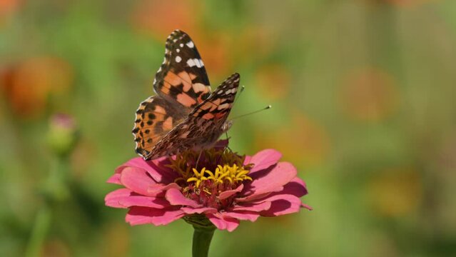 Closeup of a Painted Lady butterfly getting nectar from a pink Zinnia flower